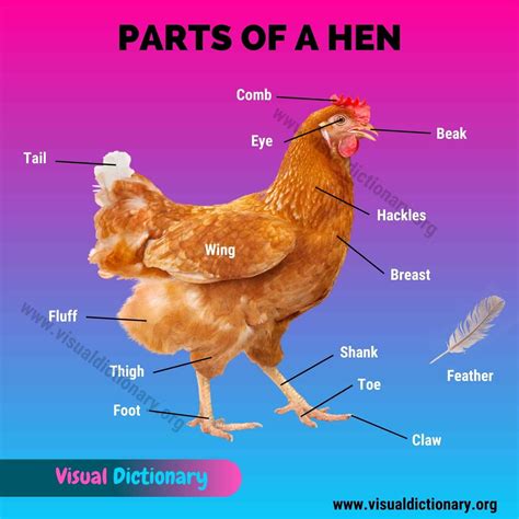 Chicken Anatomy 16 External Parts Of A Chicken You Should Know Visual Dictionary