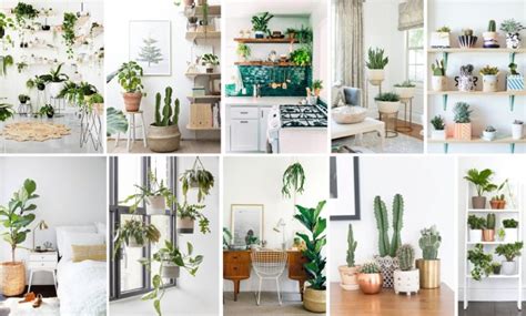 Decorating With Houseplants 12 Ways To Add Style Homearama
