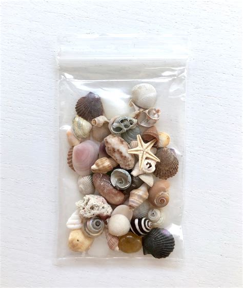 Crafting Shells Assortment Of Mini Seashells Seashell Etsy