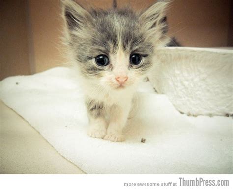 30 Most Adorable And Cutest Cat Photos Collection Vote For The Cutest Cat