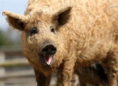 My Funny Mangalitsa Weird Pig Has Wool In Its Body Pictures
