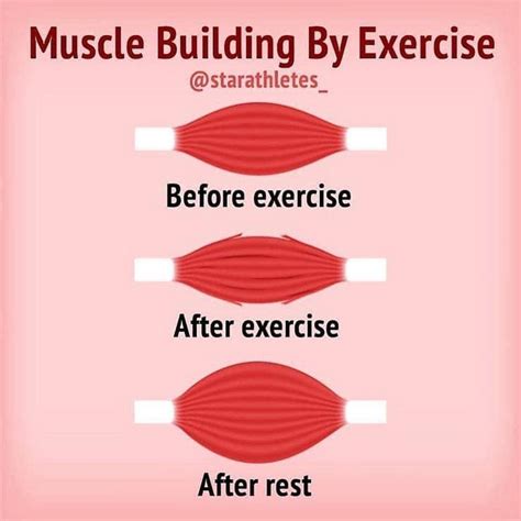 how you build muscle if you stimulate a muscle enough that it needs to adapt to make itself