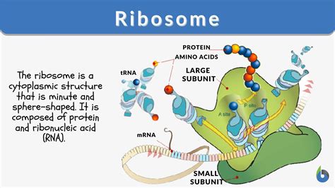 Ribosome Definition And Examples Biology Online Dictionary