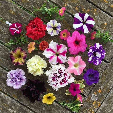 5 Of The Most Fascinating Petunias For Your Garden Michael Perry