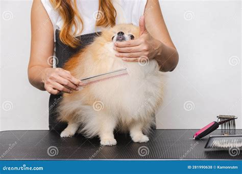 Groomer Grooming the Dog in the Salon. Grooming Dog in Grooming Salon