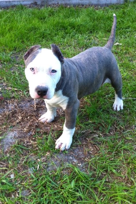 Maybe you would like to learn more about one of these? 14 week old blue brindle male AKC staffordshire terrier ...