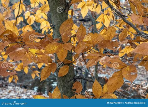 Golden Autumn Leaves Stock Photo Image Of Trees Background 202793258