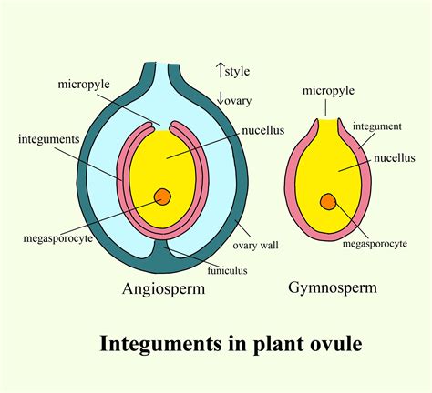 Plant Ovule