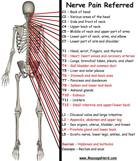 Chart Of Nerves In Back