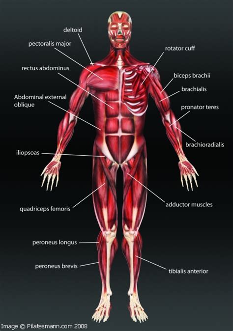 There are three types of muscle in the body. Pilatesmann.com - The Anatomy of Pilates