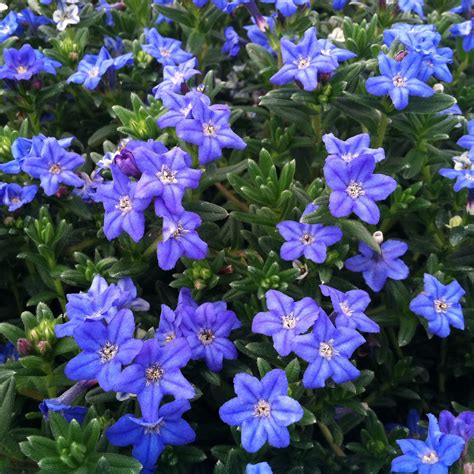 Lithodora Diffusa Heavenly Blue Low Spreading Evergreen