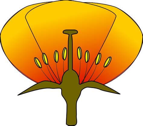 Flower Diagram Unlabeled