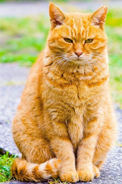 Beautiful Golden Cats Orange Tabby Cats Beautiful Cats Cats