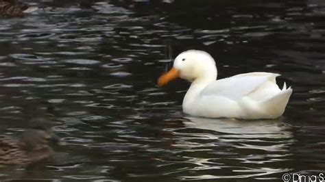 White Mallard Duck Weiße Stockente Youtube