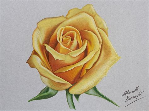 Marcello Barenghi Yellow Rose Drawing
