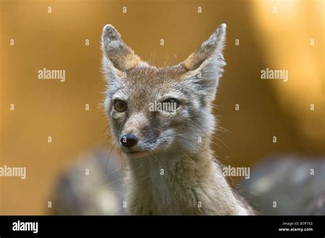 Corsac Fox Vulpes Corsac Stock Photo Alamy