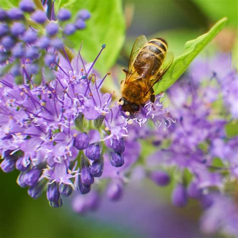 Honey Bee Pollinating On Purple Flower Stock Image Image Of Nectar