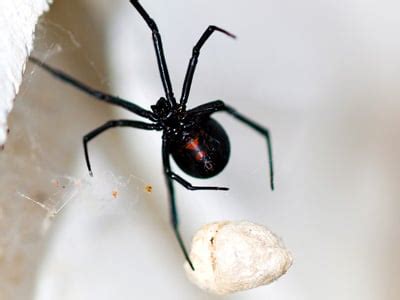 Black widow spiders are notorious for their painful bites and lethal venom. Black Widow Spider Bite: Pictures, Symptoms & Treatment