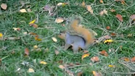 A Nutty Squirrel Youtube