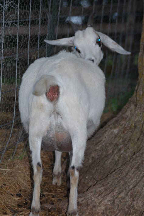 Is Corid Safe For Pregnant Goats Pregnant