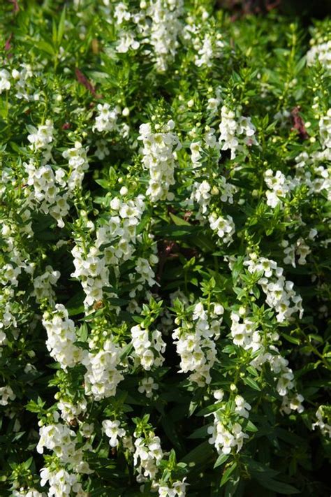 We did not find results for: 15 Best White Flowers for Your Garden - White Flowering Shrubs