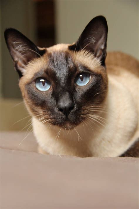 What Does Siamese Cat Look Like British Shorthair