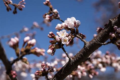 Photos 2019 Cherry Blossoms Wtop News