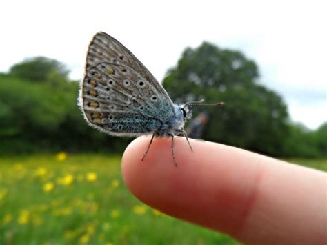 Sussex Bevendean Blues And Big Butterfly Count Butterfly Conservation