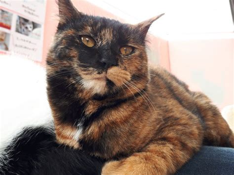 川県横浜市緑区 埼玉県さいたま市北区 東京都東大和市 埼玉県さいたま市岩槻区 埼玉県越谷市 東京都多摩市 埼玉県さいたま市見沼区 埼玉県三郷. 【保護っ子ふれあいカフェ MOKOん家】予約・アクセス・割引 ...