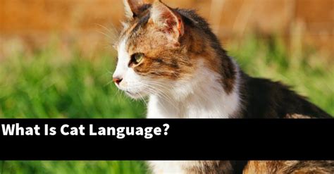 What Is Cat Language Catstopics