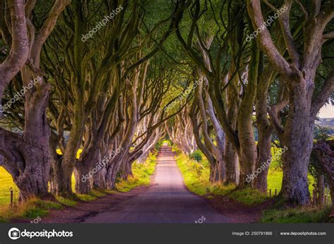 The Dark Hedges In Northern Ireland At Sunset Stock Photo By ©miroslav