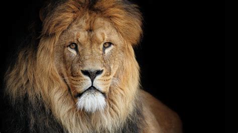 43 Lion Hd Wallpapers 1080p Wallpapersafari