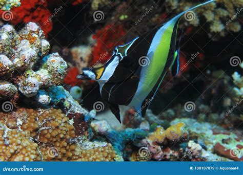 Moorish Idol Fish Stock Image Image Of Nature Reef 108107079
