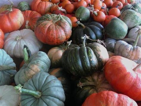 Specialty Pumpkins Grown By College Run Farms In Surry Virginia