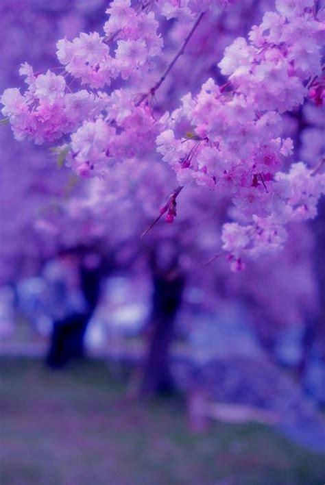 Purple Cherry Blossoms Diy