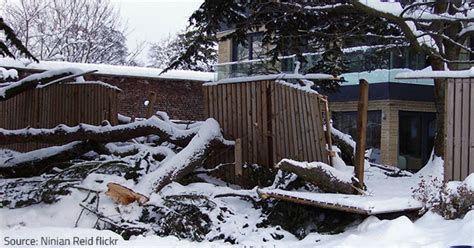 Recovering From Winter Storm Damage