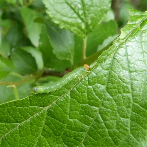 Nos Amis Les Insectes Mille Milliards De Merveilles