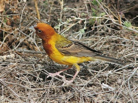 Red Headed Bunting