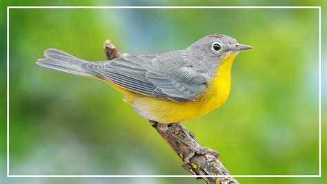 10 Amazing Grey Bird With Yellow Belly Id Picture