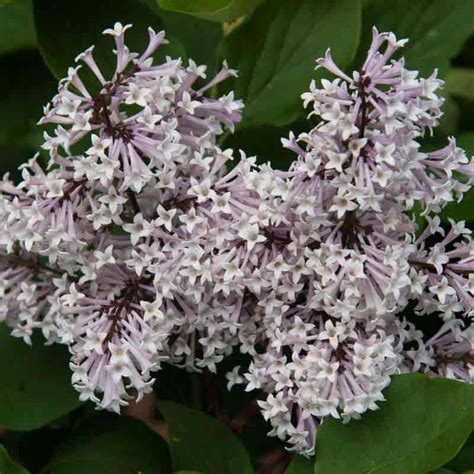 Miss Kim Lilac Hedge Buy Lilac Shrubs Spring Hill Nurseries