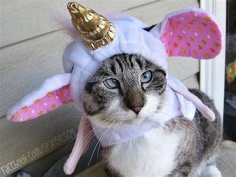 Spangles The Cross Eyed Cat Becomes An Internet Celebrity
