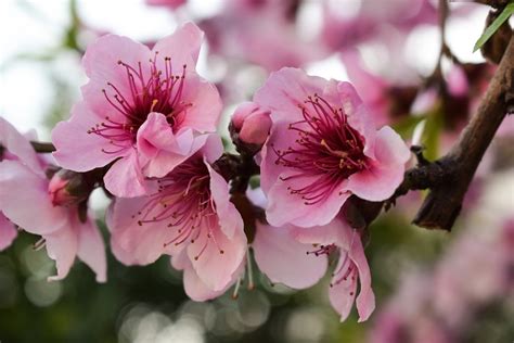 Flores Flor Rosa Foto Gratuita No Pixabay