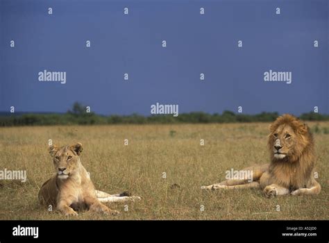 Kenya Masai Mara Game Reserve Lion And Lioness Panthera Leo In Tall