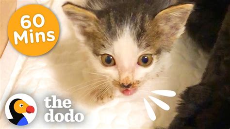 60 Minutes Of Your Favorite Craziest Cats The Dodo Youtube