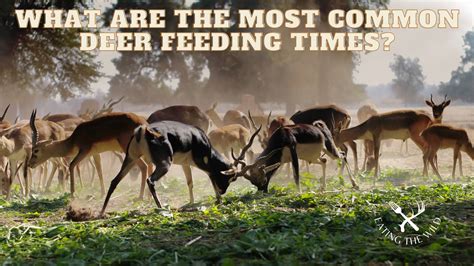 Deer Feeding Times