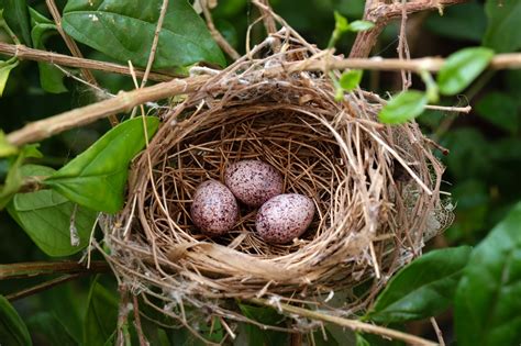 remove  bird nest birds nest removal