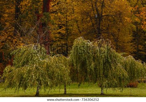 103 Dwarf Weeping Tree Gambar Foto Stok And Vektor Shutterstock