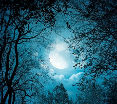 Pin By Alex On Natură Night Sky Moon Forest Moon Full Moon Night