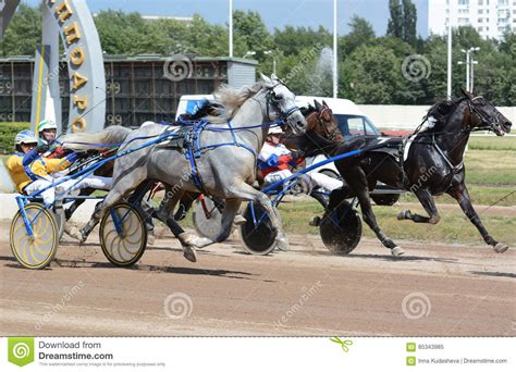 horses trotter breed  motion editorial image image  rival stallion