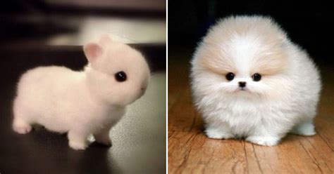 32 Cute Animals That Will Make Your Heart Explode From Cuteness Page